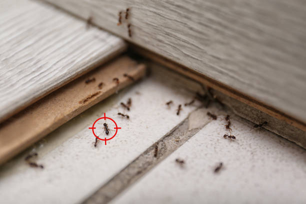 Best Flea Control Services  in Carbondale, KS
