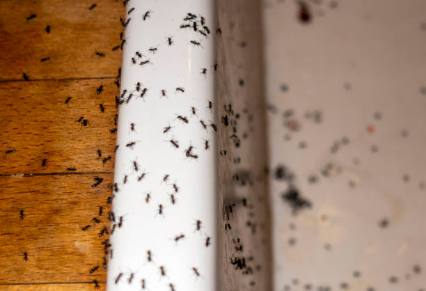 Best Wasp Removal Services  in Carbondale, KS